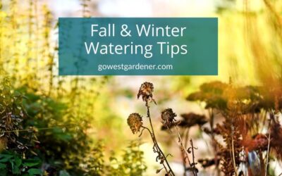 “Should I Water My Garden in the Fall in Colorado? What About Winter?”