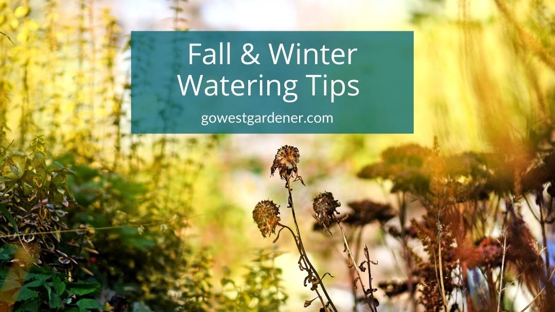 "Should I water perennials in the fall in Colorado? What about winter watering?"