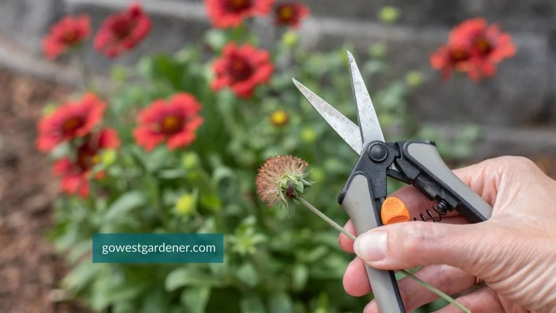 Floral snips are good gift idea for new flower gardeners, including beginner gardeners