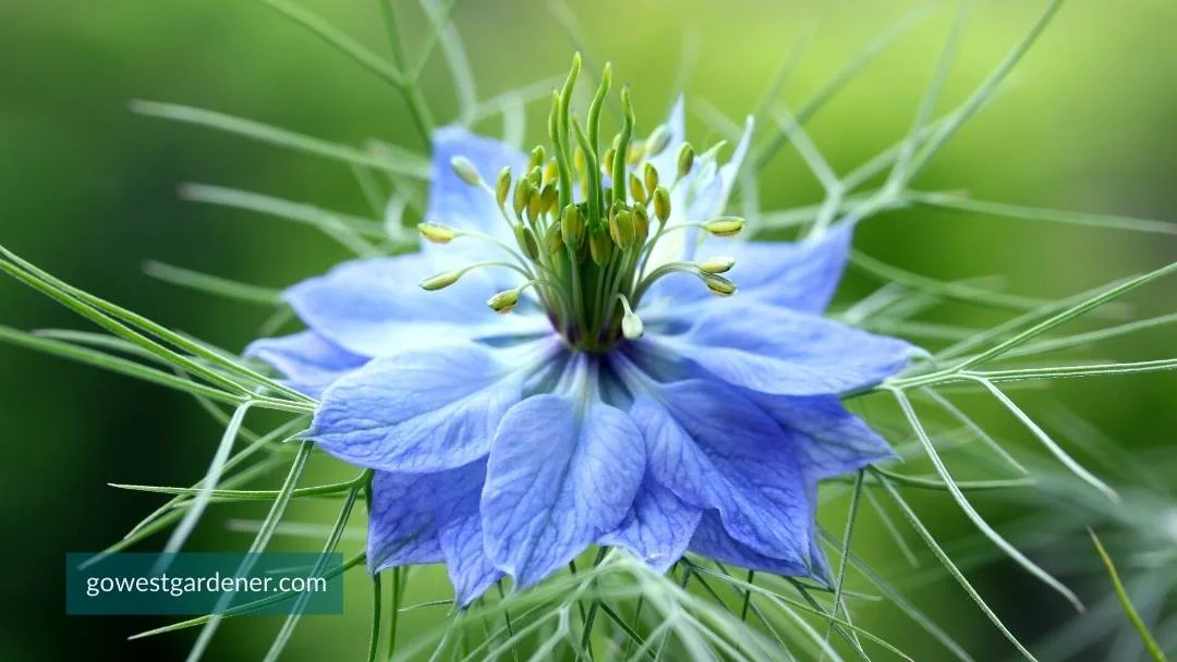 A fun gardening gift is flower photography classes for someone who loves flowers.