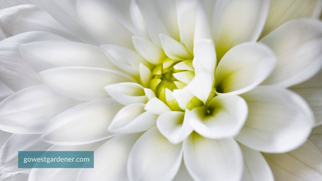 Flower photography classes are a unique gift for flower lovers.