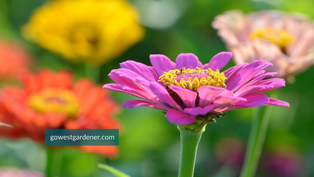 Zinnias are heat-tolerant and easy to grow from seed, making them a good gift idea.