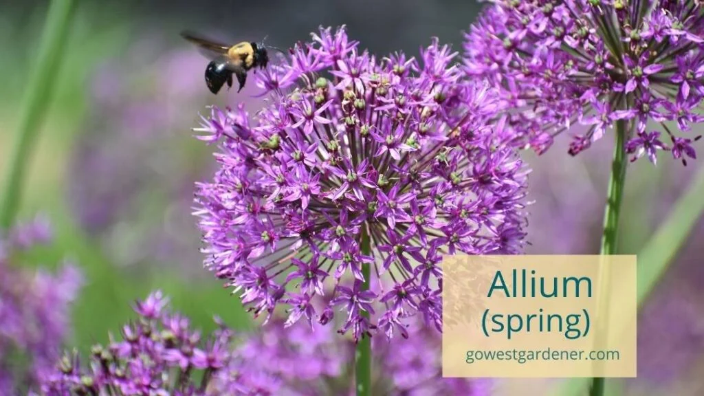 Allium is an example of a good spring flower for bees if you're creating a pollinator-friendly garden.