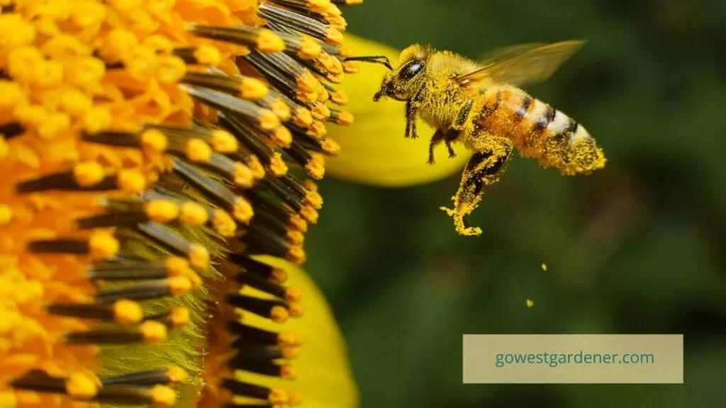 A bee flies next to a sunflower. It was grown from organic seed as a neonicotinoid-free plant.