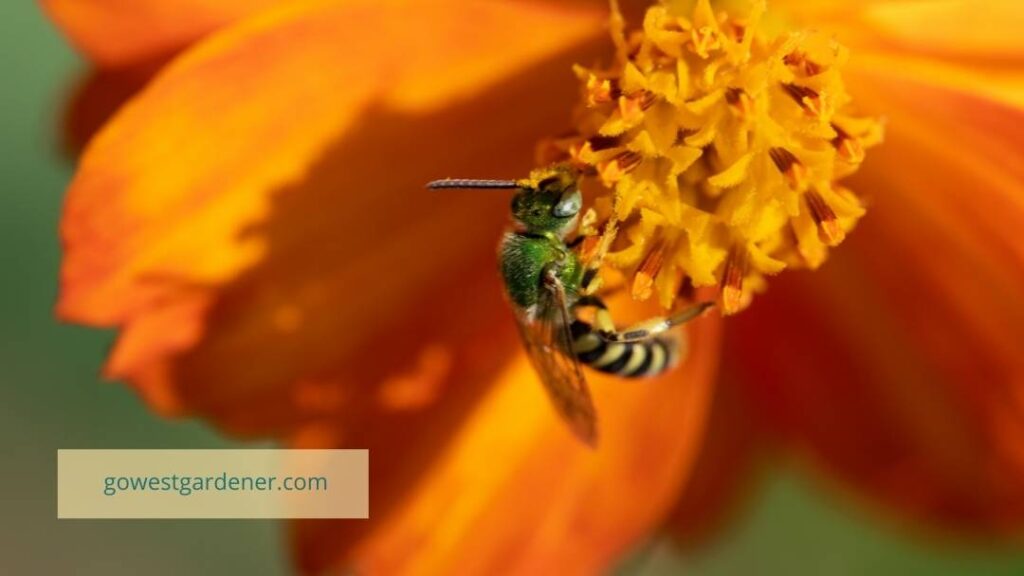 A green sweat bee gathers food from a flower plant