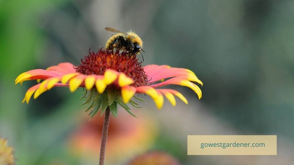Bumble bee on a gaillardia flower that has been grown organically and is safe for bees.