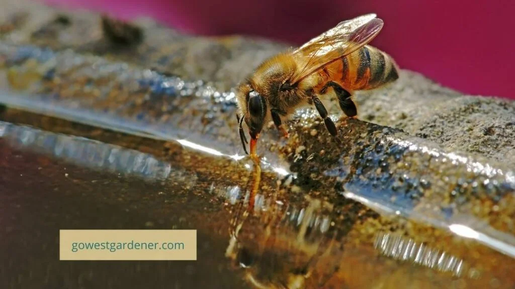 Add a shallow water source to your garden to attract bees.