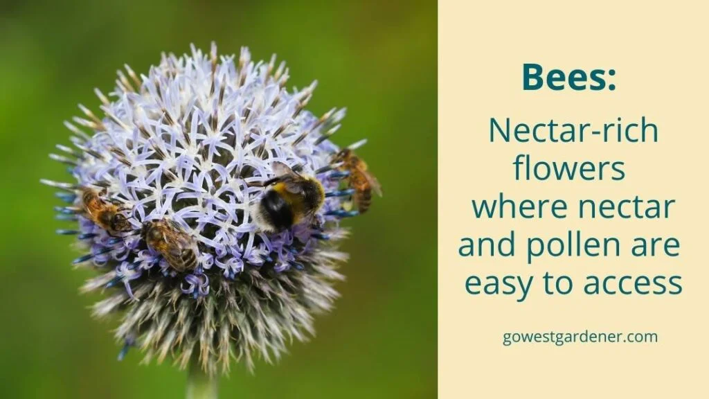 Bees like nectar-rich flowes where nectar and pollen are easy to access.
