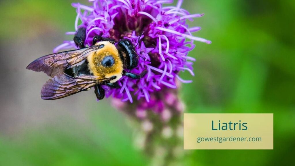 Using native plants is a popular garden trend in Colorado, particularly to attract pollinators like bees.