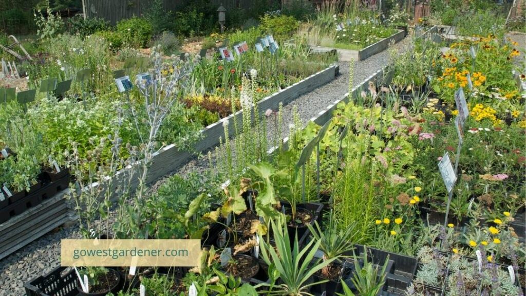 To create a pollinator friendly garden, buy plants that haven't been treated with pesticides.