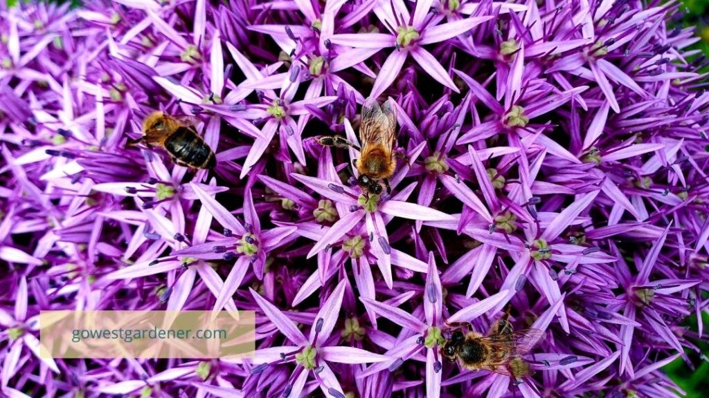 Several bees on a purple allium flower.