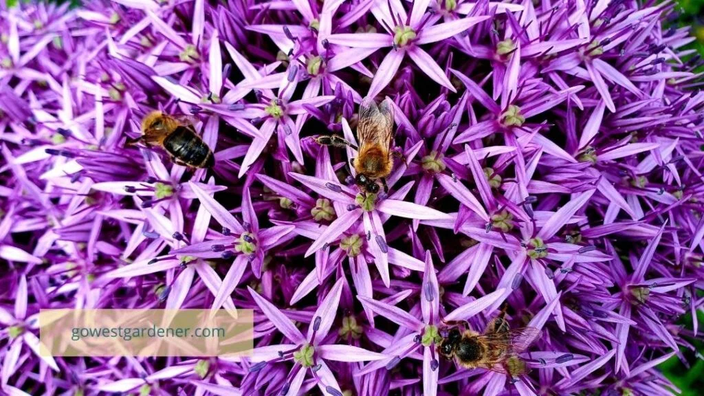 Several bees on a purple allium flower. 