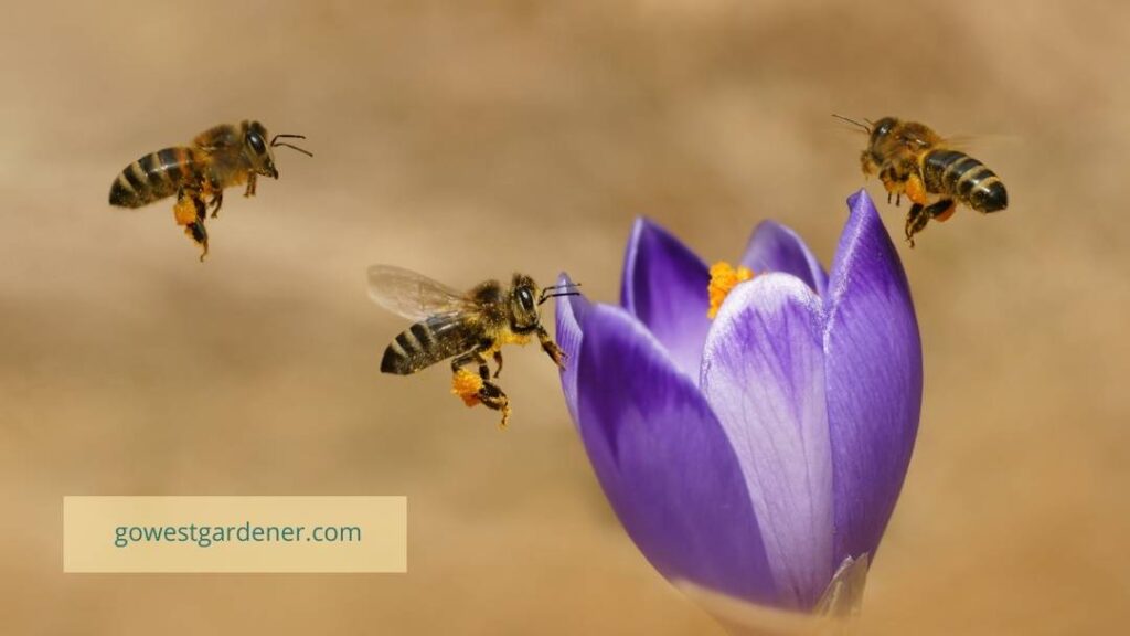Bees gathering pollen and nectar from a crocus plant in Colorado