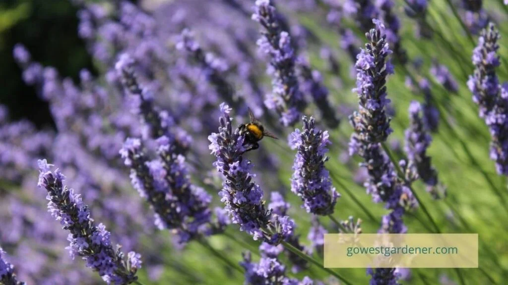 These lavender plants were bought from growers and garden centers that don't use neonicotinoids.
