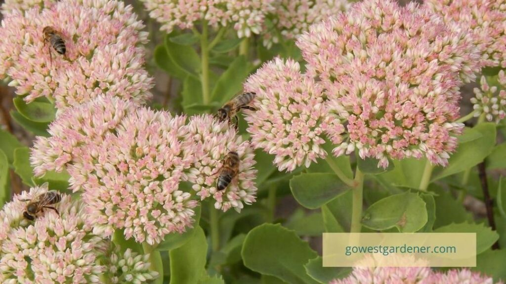 Bees gather nectar and pollen from a sedum plant in the late summer or early fall