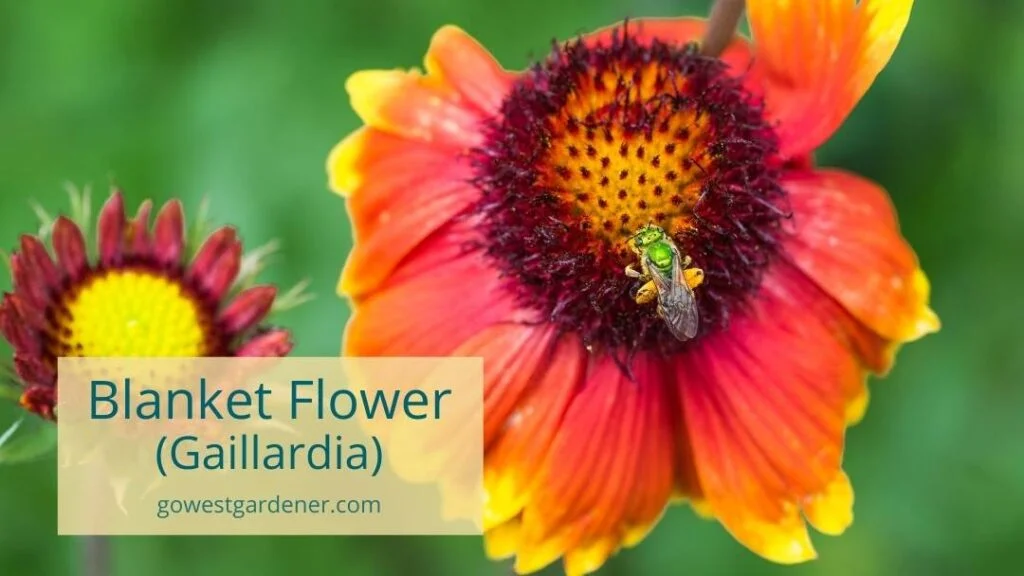 Gaillardia (aka blanket flower) is a good flower for bees.