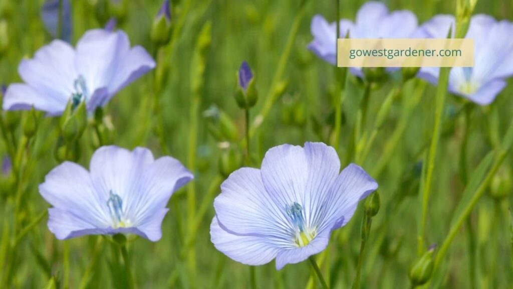 Blue Flax is a native plant and a beautiful addition to a waterwise garden