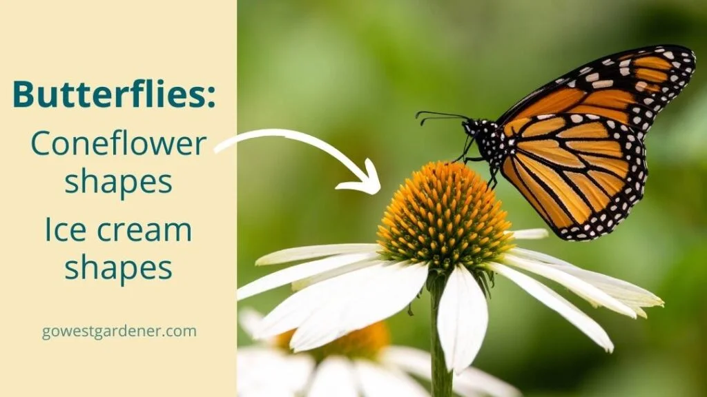 Butterflies are attracted to flowers with coneflower shapes and ice cream shapes.