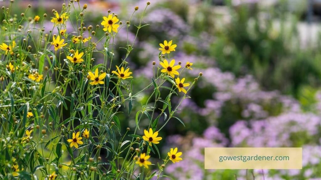 Chocolate flower is a native plant in Colorado. Planting with native plants is a popular garden trend in the West.