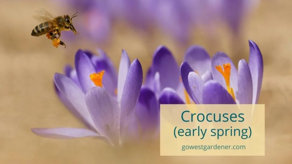 To attract bees to your garden, plant early spring flowers, like crocuses.