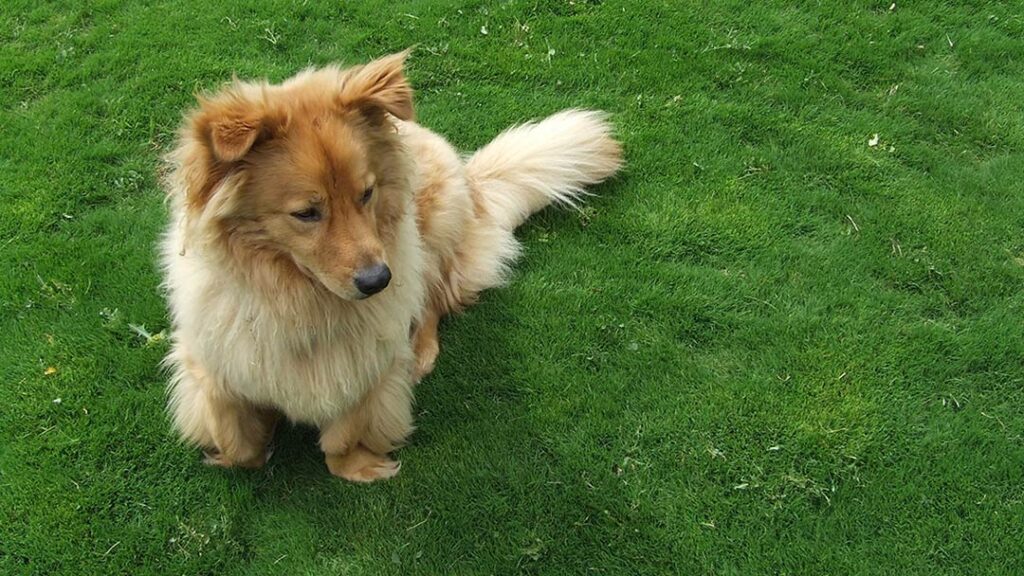 Turf conversions are a growing Colorado garden trend. Dog-Tuff grass is a warm season grass that people are using to replace Kentucky Bluegrass..