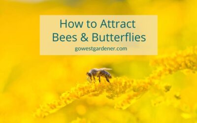“How Do I Attract Bees and Butterflies to My Garden?”