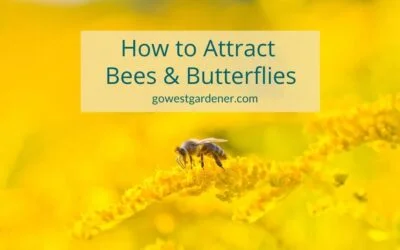 “How Do I Attract Bees and Butterflies to My Garden?”