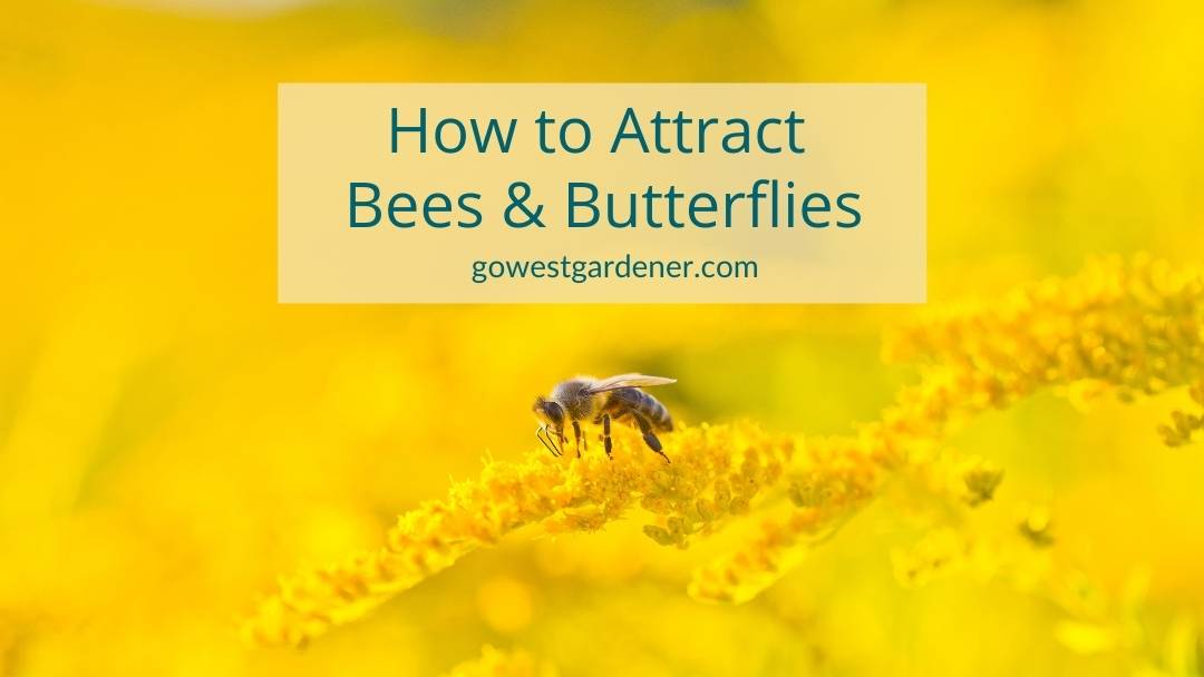 How-to-attract-bees-butterflies "How do I attract bees and butterflies to my garden?"