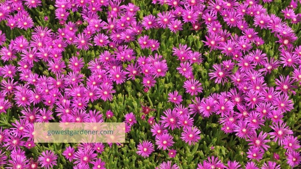 Delosperma (ice plant) is a low-water plant from the high steppe of South Africa--a sister climate to what exists in Colorado.