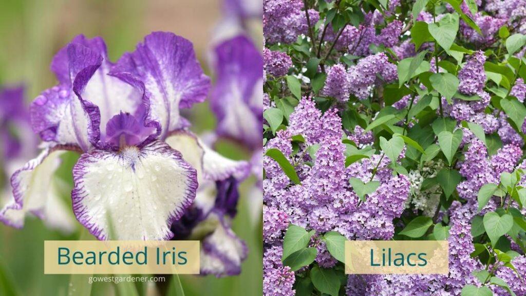 Bearded irises and lilacs are examples of drought-tolerant flowers that thrive in waterwise gardens in many parts of Colorado