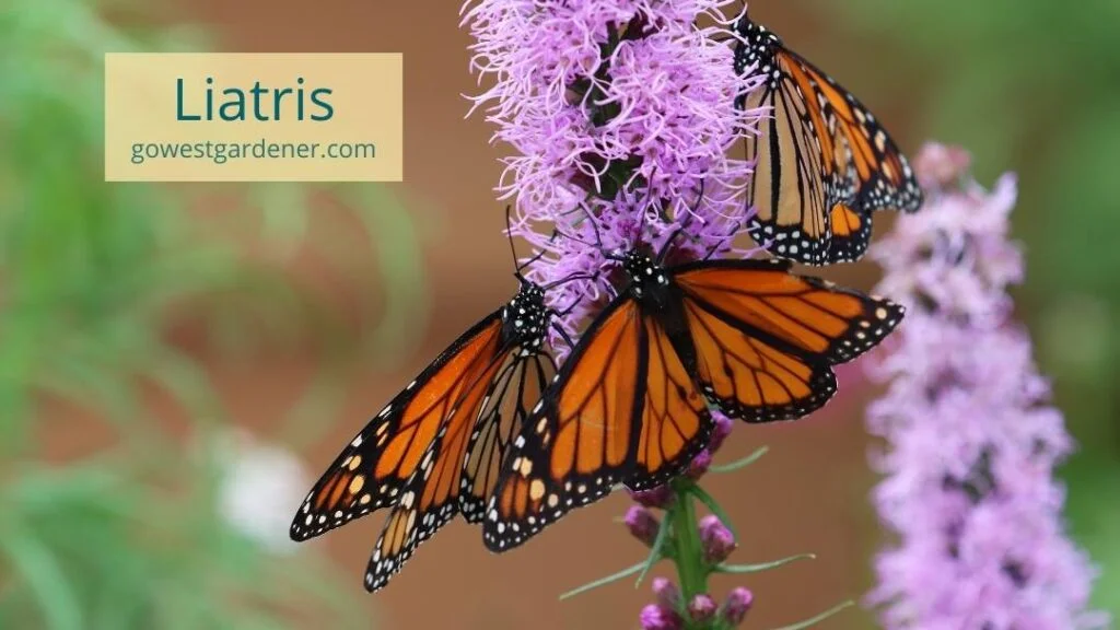 Liatris is a flower that attracts Monarch butterflies in Colorado and similar western states.