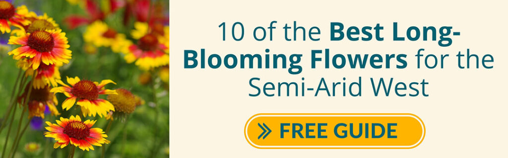 Guide: 10 of the Best Long-Blooming Flowers for the Semi-Arid West