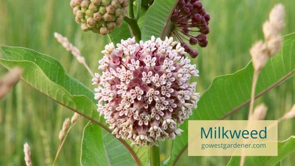 Monarch butterflies use Milkweed plants as hosts for their young. Add this plant to your pollinator garden!
