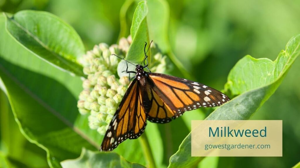 Monarch butterflies need milkweed plants for their young.