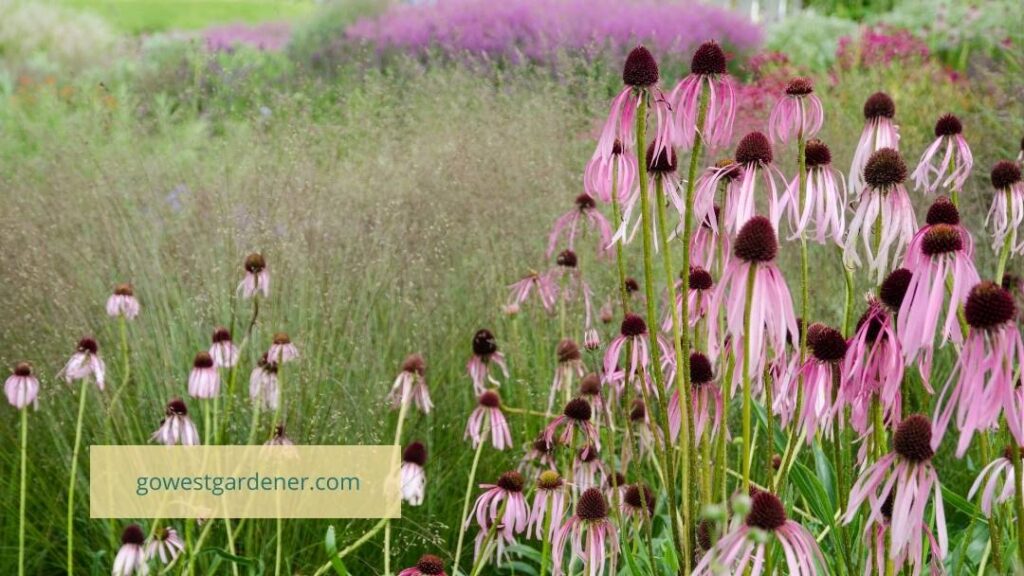 Planting with native plants and ornamental grasses is a popular garden trend in Colorado