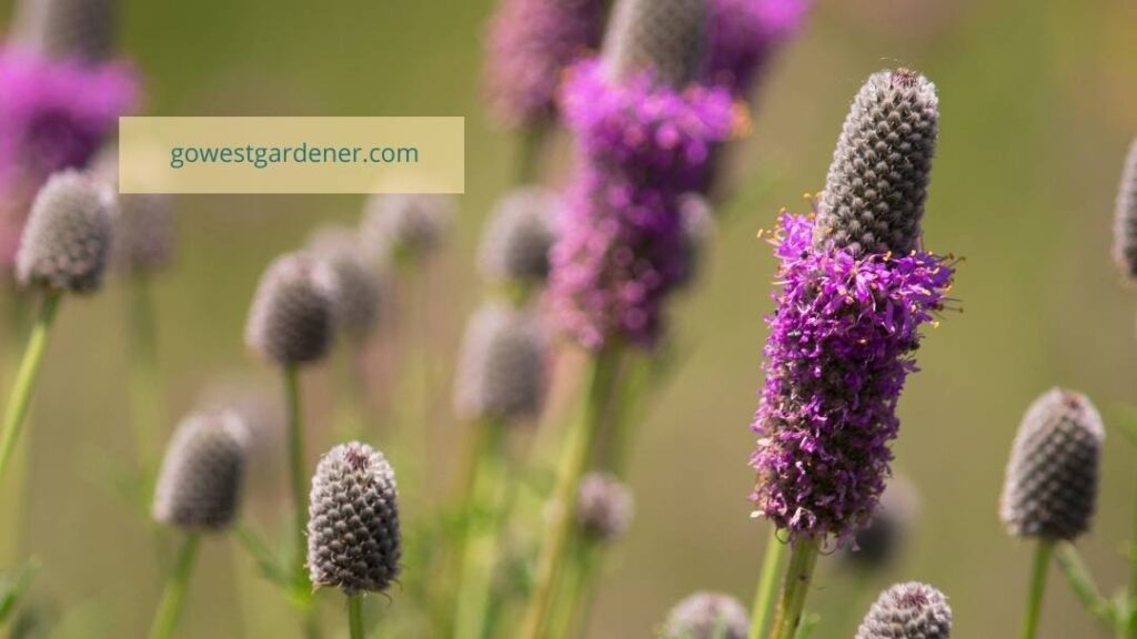 Purple Prairie Clover is a pretty addition to a Colorado prairie garden