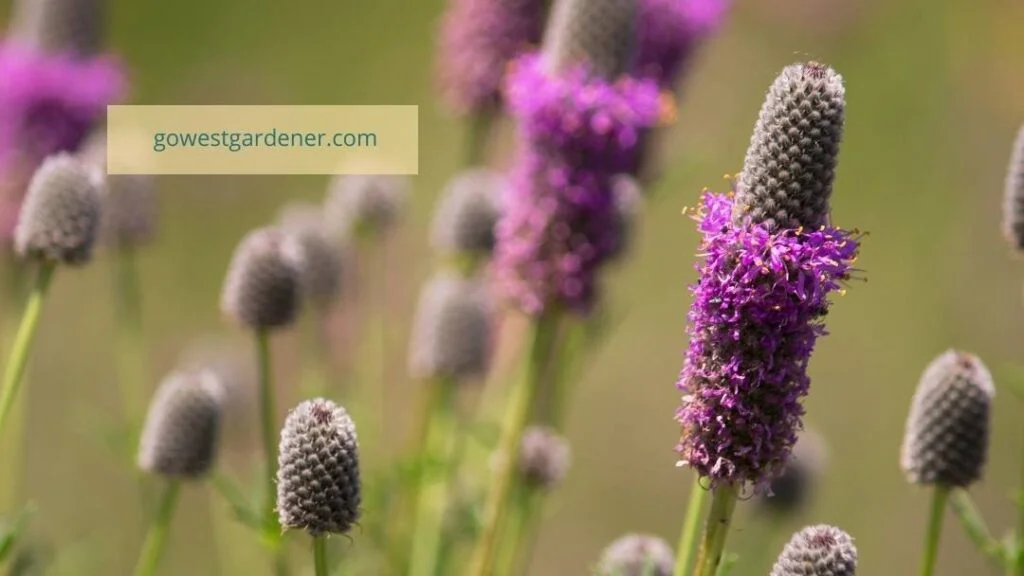Purple Prairie Clover is a pretty addition to a Colorado prairie garden