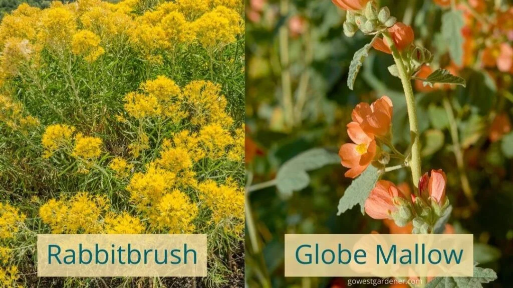 To attract native bees, grow native plants like Rabbitbrush (Chrysothamnus nauseosa) or Globe Mallow (Sphaeralcea munroana).