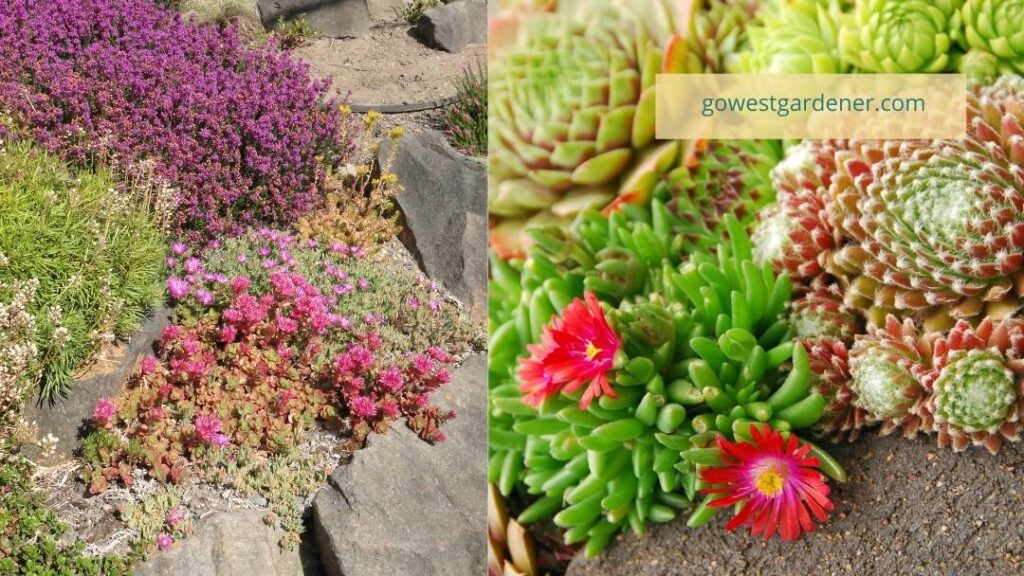 Drought-tolerant groundcovers make good turf alternatives.