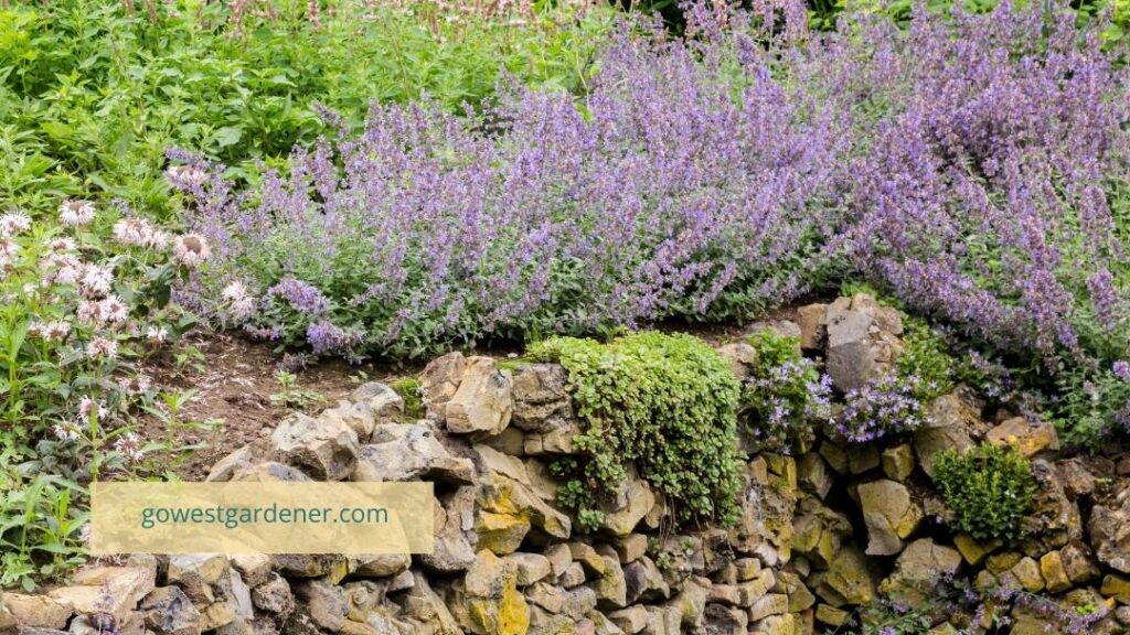 For gardeners who want a more natural look, embrace the natural landscape, like rocks, and plant flowers in drifts.