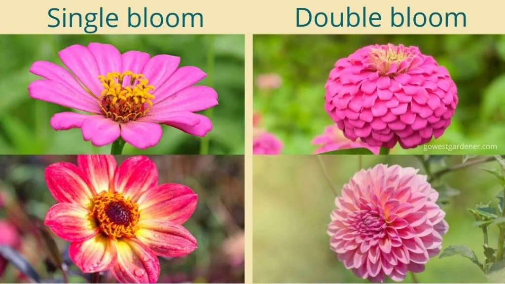 Examples of single bloom vs double bloom flowers - Avoid double flowers with pollinators, like bees, because the nectar and pollen are less available
