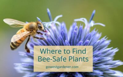 Where to Buy Plants That Are Safe for Bees in Colorado and the West