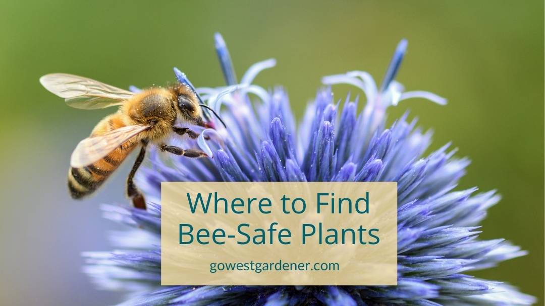 Where to buy plants that are safe for bees in Colorado