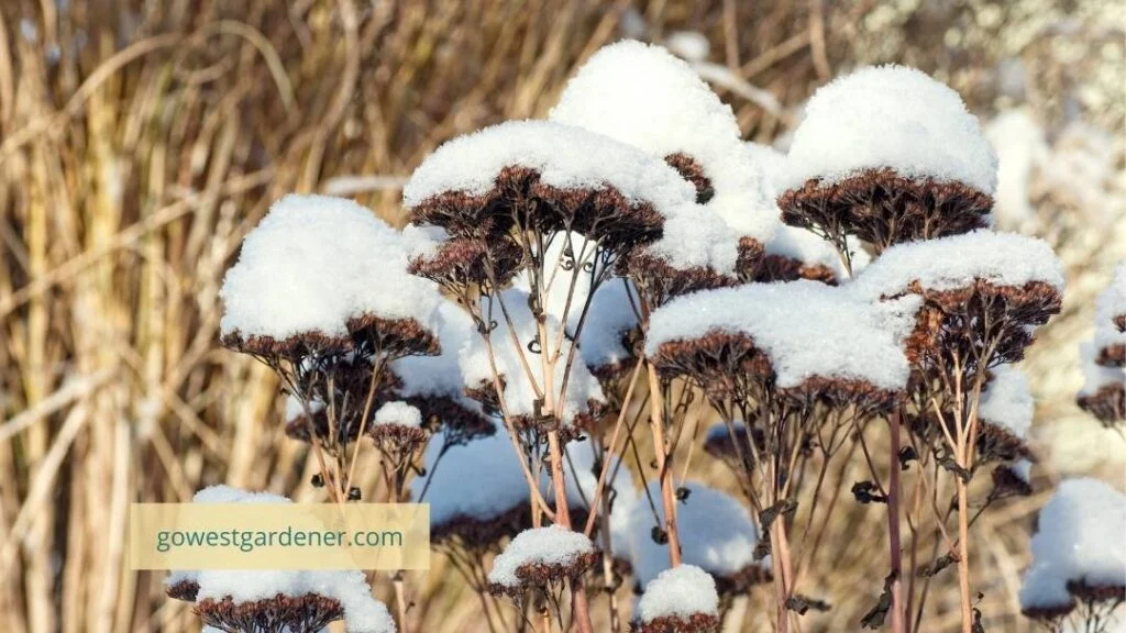To create shelter for bees, wait until late spring to cut down your flower garden.