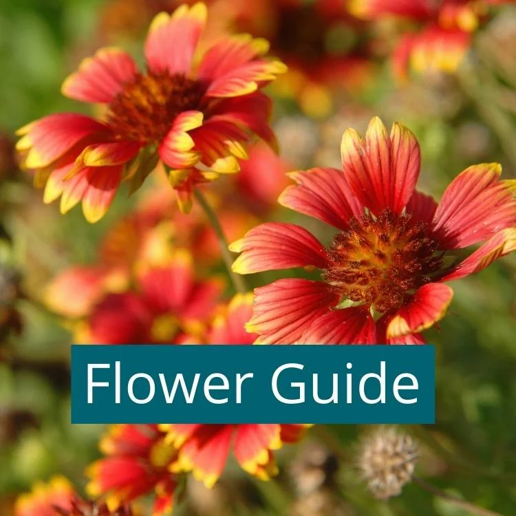 Flower-guide Free flower guide for Colorado, Utah and the West