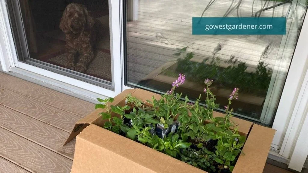 Example of acclimating flower plants