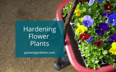 “Hardening” Flowers: How to Get Flowers Ready to Plant Outside