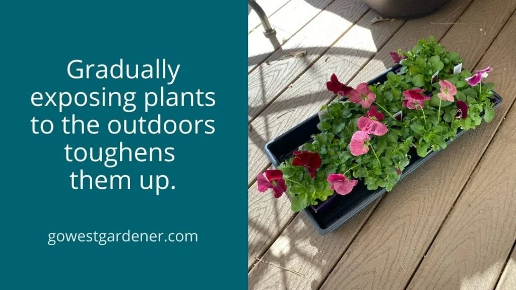 What is hardening flowers? It means to gradually expose your plants to outdoor conditions to toughen them up.