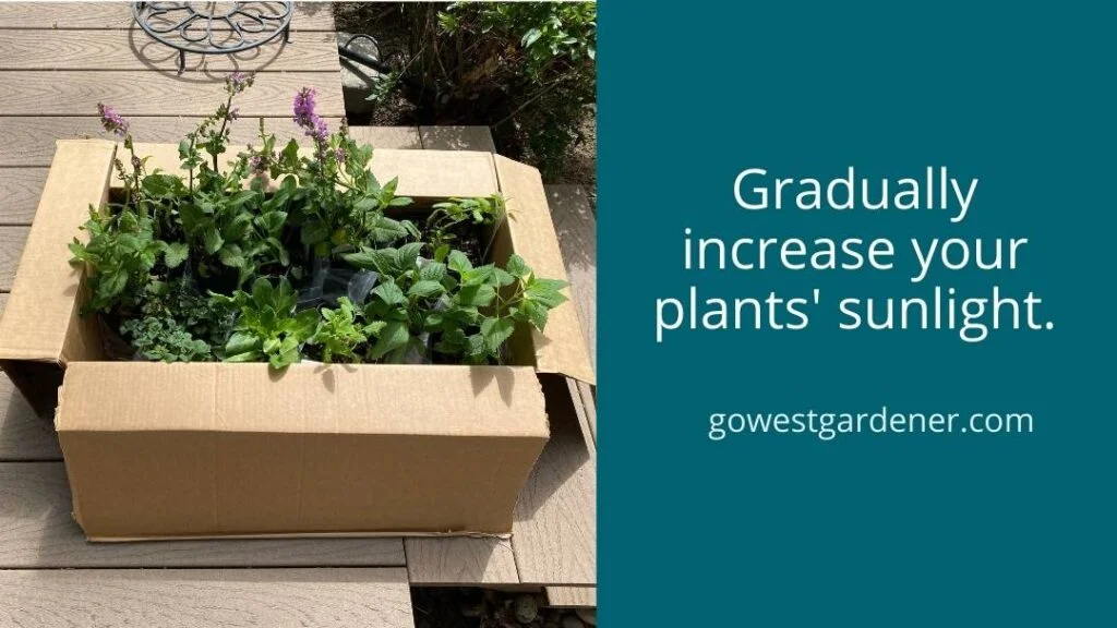 When hardening off plants, gradually expose them to more sunlight.