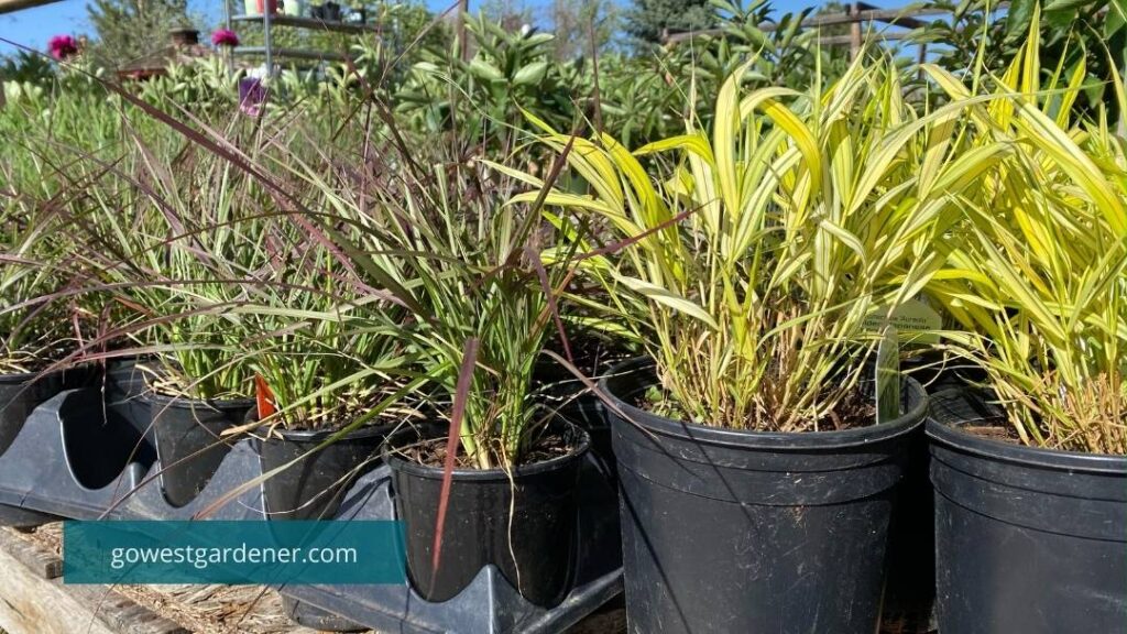 Ornamental grasses don't look that showy in the spring, but spring is usually a good time to plant them.